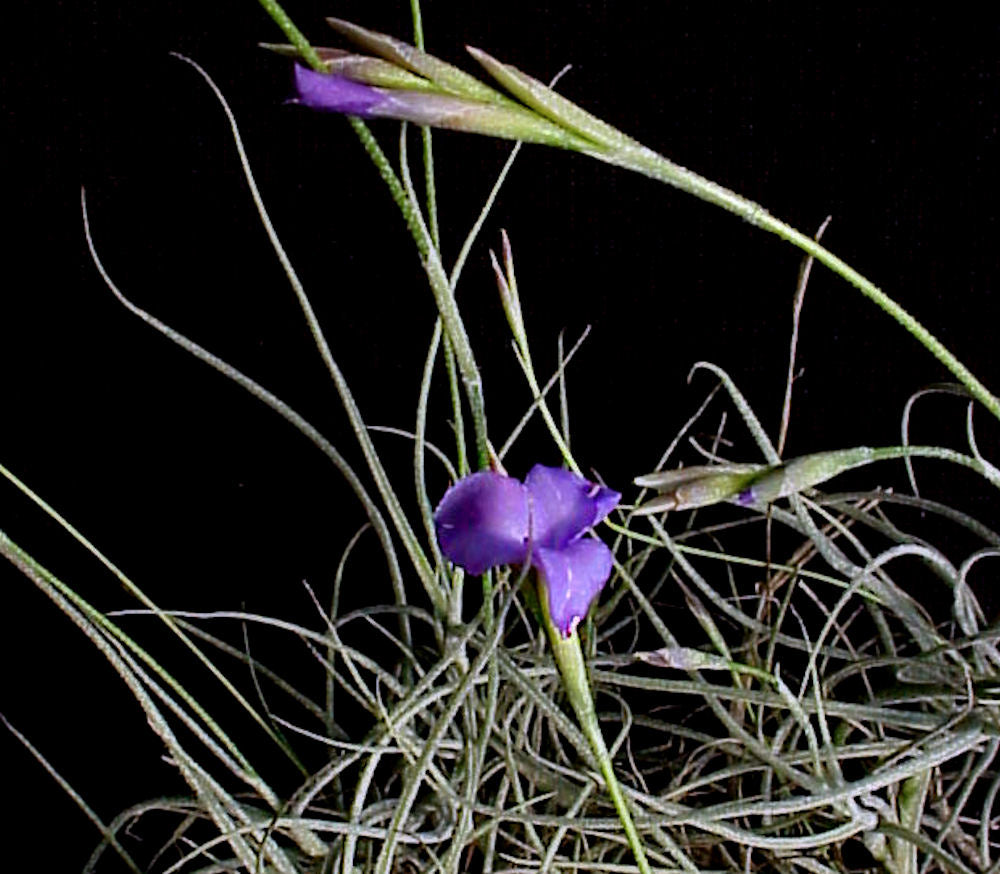 Tillandsia Mallemontii Blue 速達発送 257-2_Tillandsia_mallemontii.