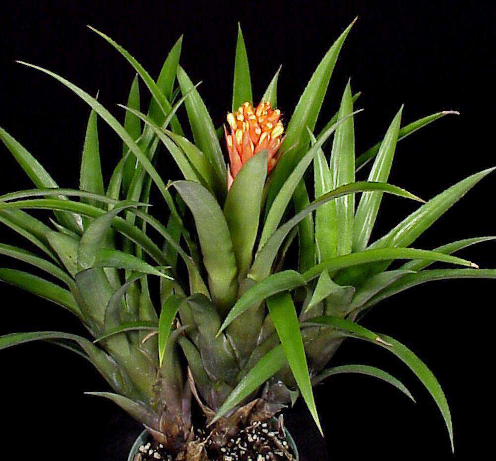 Aechmea 'Phoenix' – Tropiflora