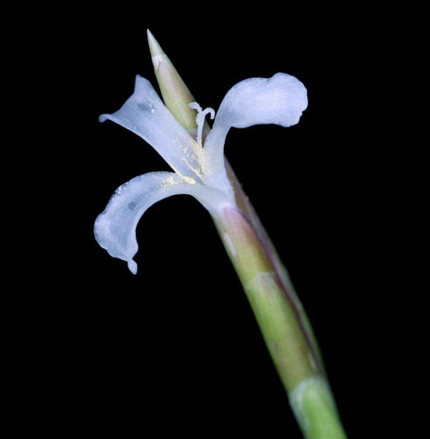 Tillandsia bermejoensis - Tropiflora