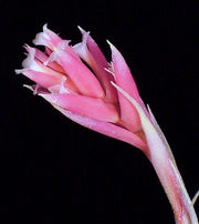 Tillandsia recurvifolia - Tropiflora