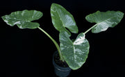 Alocasia macrorhiza variegated