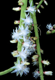 Rhipsalis lindbergiana