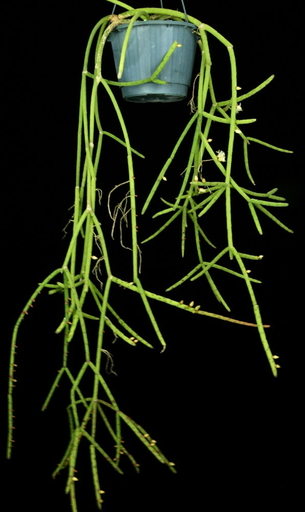 Rhipsalis lindbergiana