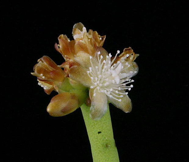 Rhipsalis teres var. heteroclada - Tropiflora