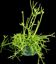 Rhipsalis teres var. heteroclada - Tropiflora