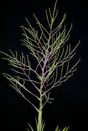 Tillandsia mima - Tropiflora