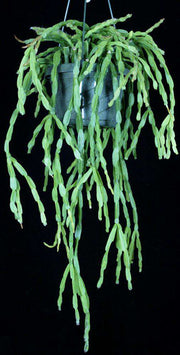 Rhipsalis paradoxa - Tropiflora