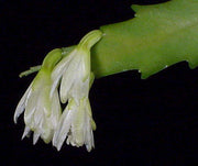 Lepismium houlletianum - Tropiflora