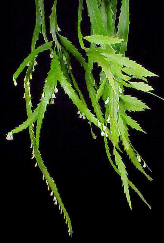 Lepismium houlletianum - Tropiflora