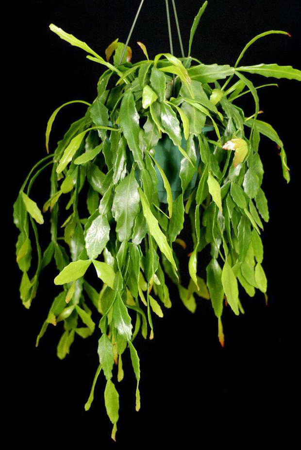 Rhipsalis occidentalis - Tropiflora