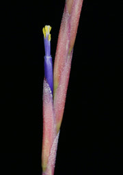 Tillandsia mitlaensis