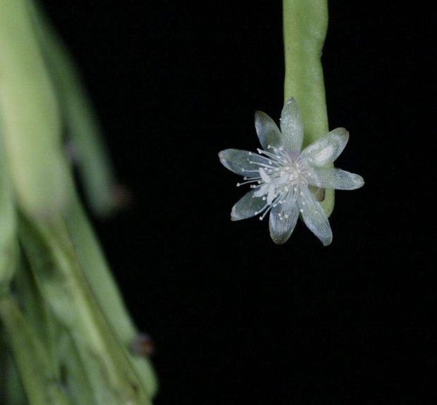 Rhipsalis trigona - Tropiflora