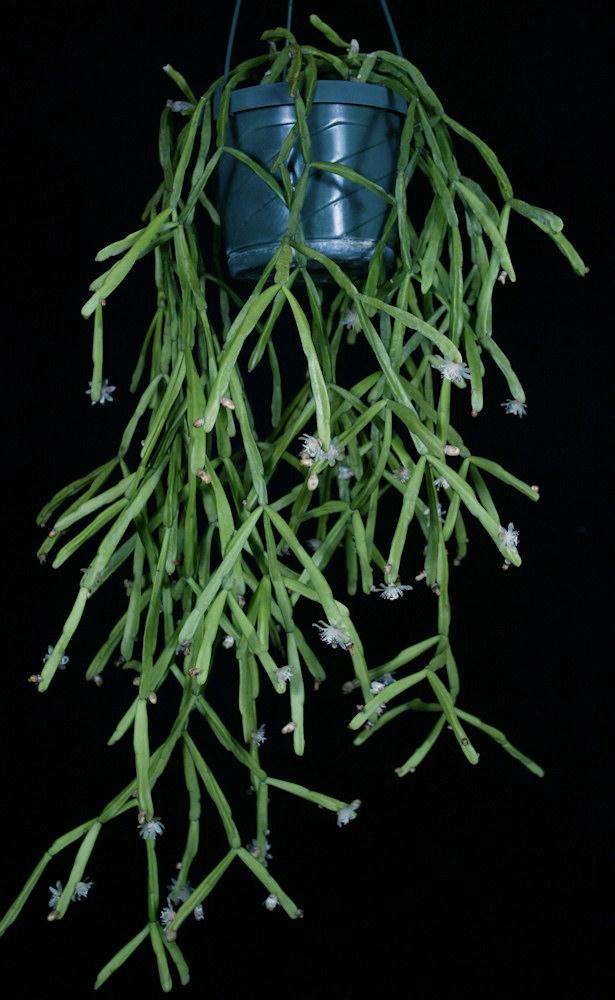 Rhipsalis trigona - Tropiflora
