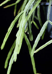 Rhipsalis pentaptera - Tropiflora