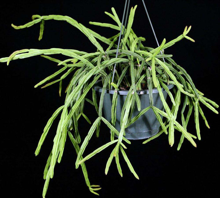 Rhipsalis pentaptera – Tropiflora