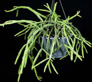 Rhipsalis pentaptera - Tropiflora