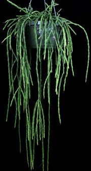 Rhipsalis pacheco-leonis ssp. catenulata