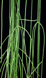 Lepismium lumbricoides forma leucorhapis - Tropiflora