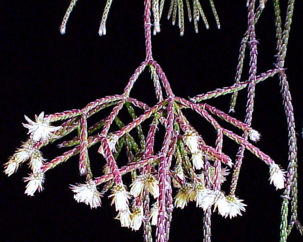 Rhipsalis pilocarpa - Tropiflora