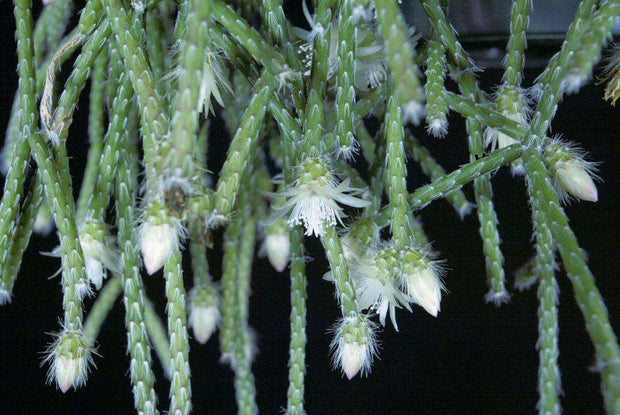 Rhipsalis pilocarpa - Tropiflora