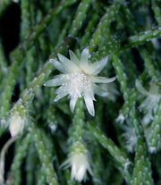 Rhipsalis pilocarpa - Tropiflora