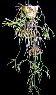 Rhipsalis pilocarpa - Tropiflora