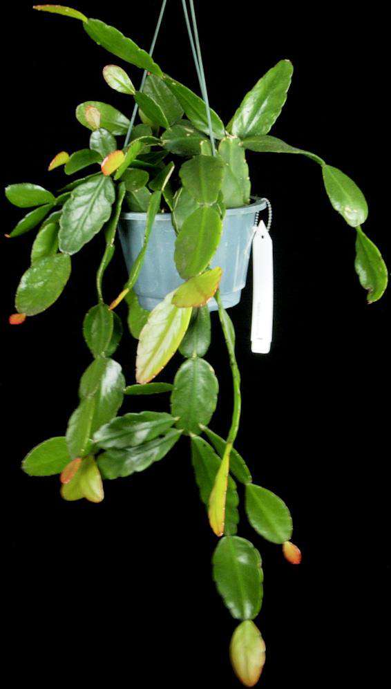 Rhipsalis elliptica - Tropiflora
