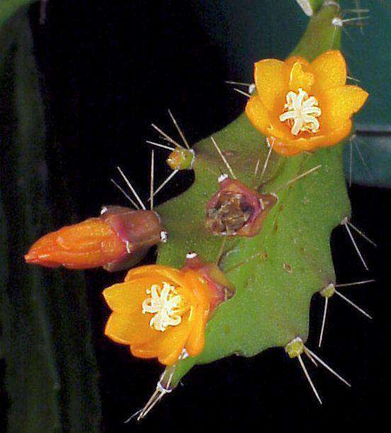 Lepismium monacanthum - Tropiflora