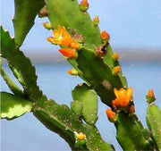 Lepismium monacanthum - Tropiflora