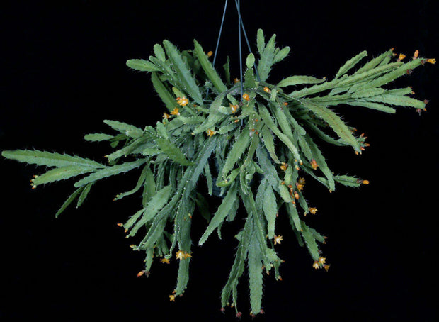 Lepismium monacanthum - Tropiflora