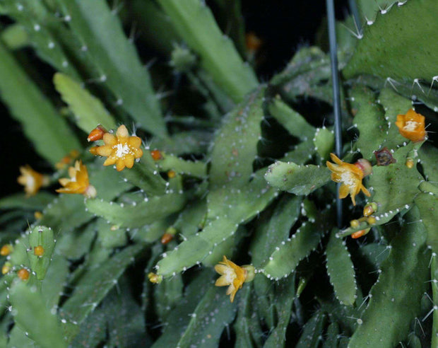 Lepismium monacanthum - Tropiflora