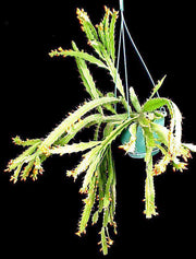 Lepismium monacanthum - Tropiflora
