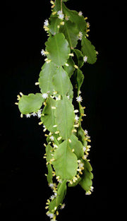 Rhipsalis pachyptera - Tropiflora