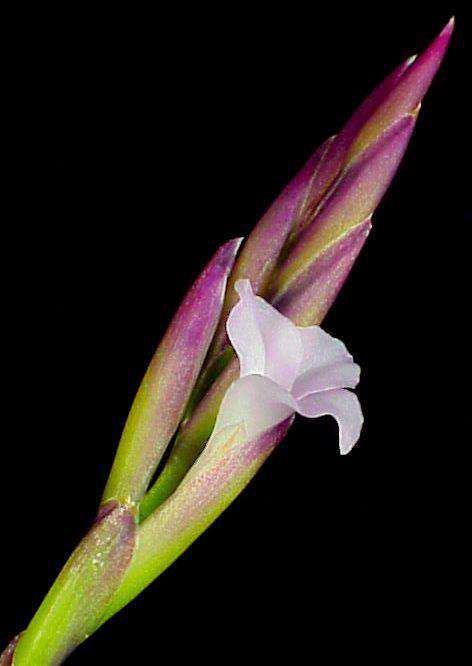 Tillandsia 'Sweet Isabel' - Tropiflora