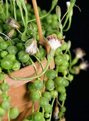 Senecio rowleyanus 'String of Pearls' - Tropiflora