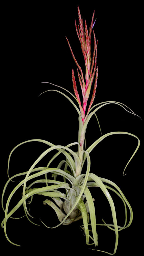 Tillandsia 'Aspiration'