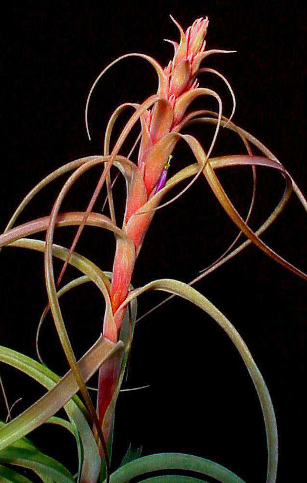 Tillandsia 'Heather's Blush' - Tropiflora
