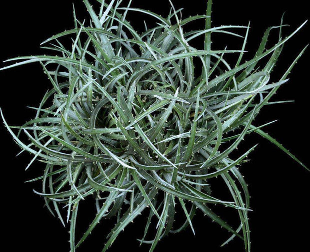 Dyckia cf. floribunda SEL94-0273 - Tropiflora