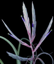 Tillandsia 'Long John' - Tropiflora