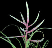 Tillandsia 'Long John' - Tropiflora