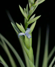 Tillandsia arequitae x duratii - Tropiflora