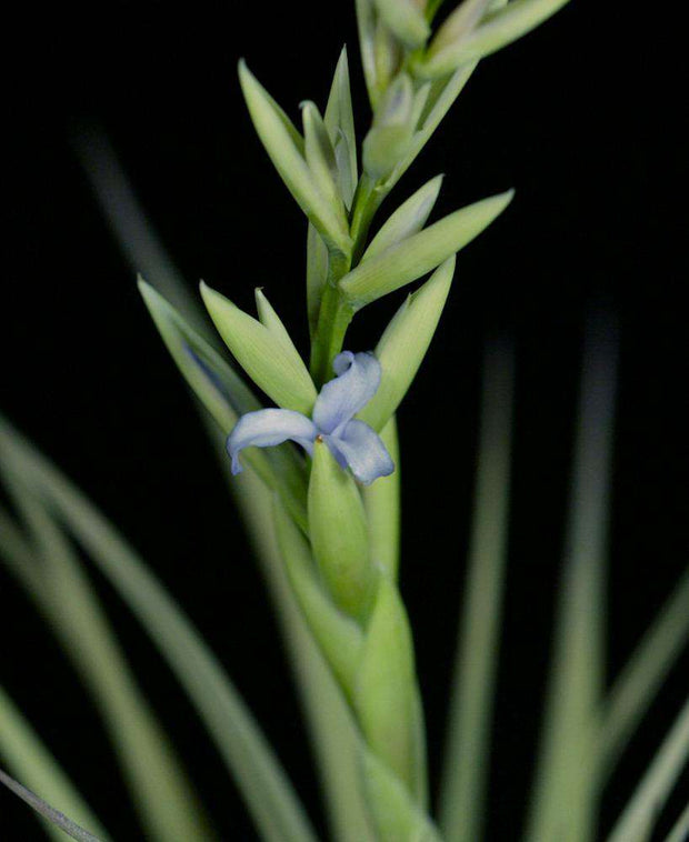 Tillandsia arequitae x duratii - Tropiflora