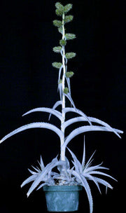 Orthophytum lymanianum SEL1982-0436 - Tropiflora