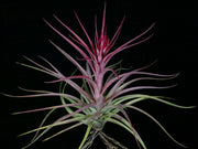 Tillandsia 'Sparkler' - Tropiflora
