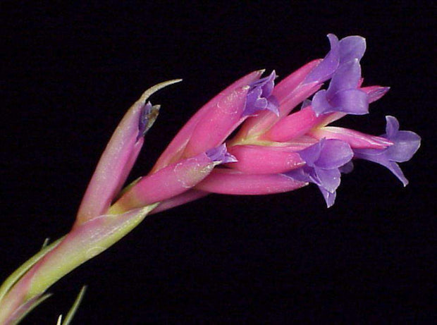 Tillandsia 'Flamingo Redux' - Tropiflora