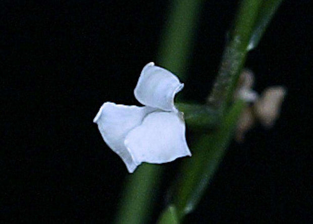 Lemeltonia narthecioides - Tropiflora