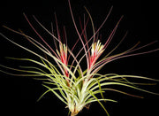 Tillandsia 'Starburst' - Tropiflora