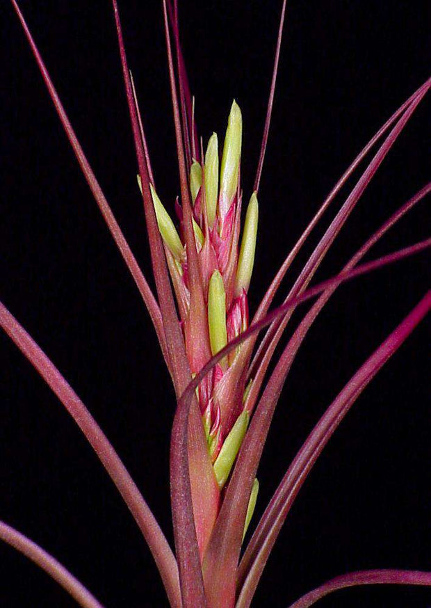 Tillandsia 'Starburst' - Tropiflora