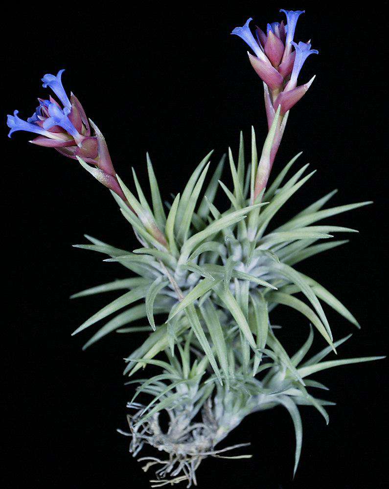 Tillandsia neglecta – Tropiflora