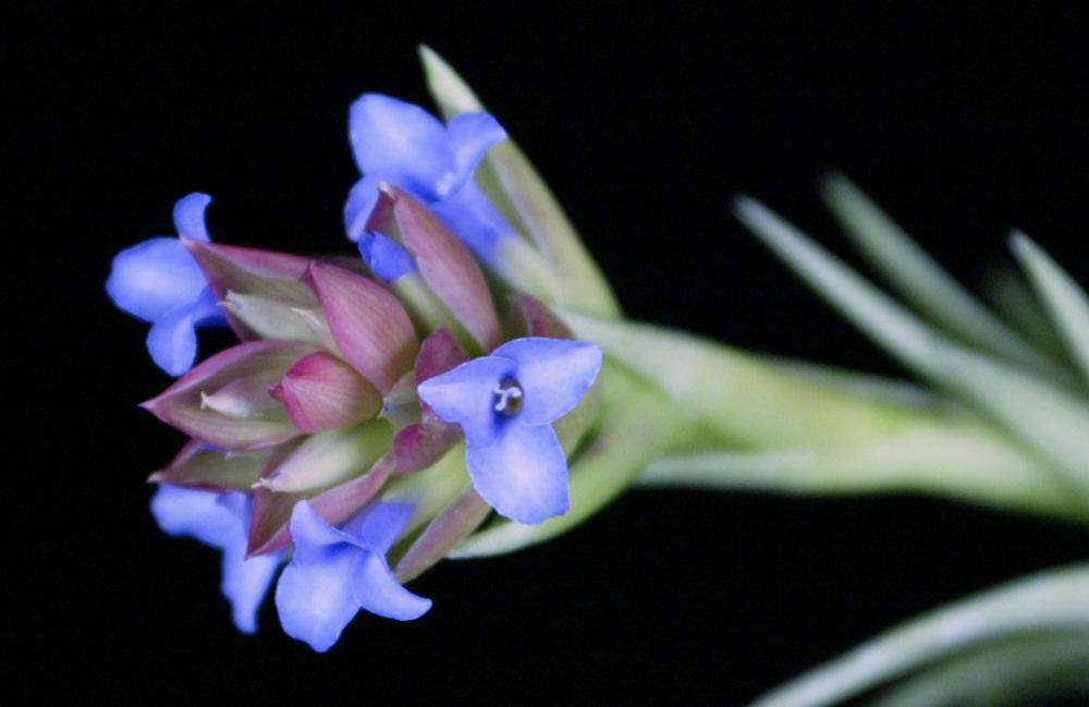 Tillandsia neglecta – Tropiflora